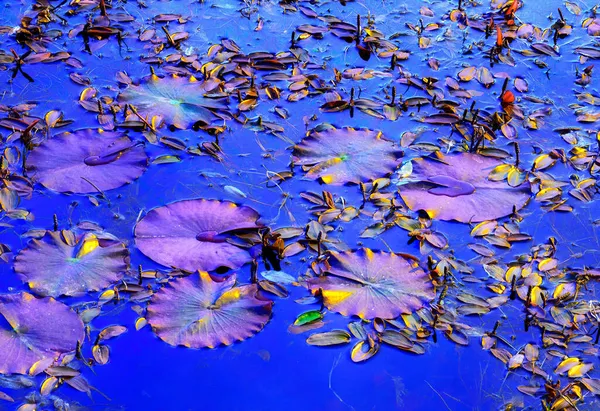 Abstraction Pond White Water Lilies — Stock Photo, Image