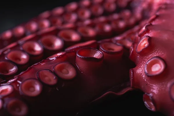 High Angle Closeup Fresh Octopus Tentacles Red Suckers Placed Dark — Stock Photo, Image