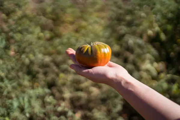 Agricultrice Méconnaissable Ramassant Des Tomates Mûres Dans Jardin Par Une — Photo