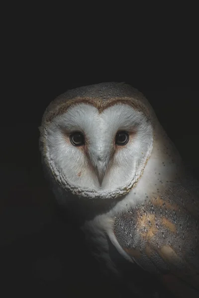 Schuur Uil Met Puntige Snavel Sier Verenkleed Zoek Naar Camera — Stockfoto