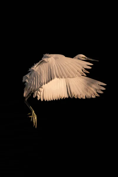 Gran Garza Gran Tamaño Con Pico Puntiagudo Plumaje Blanco Que — Foto de Stock