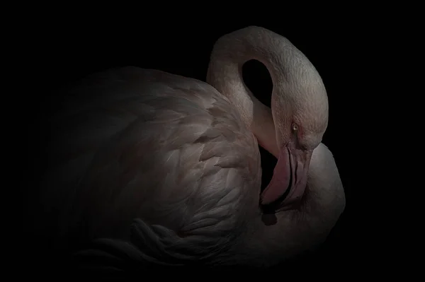 Large Sized Chilean Flamingo Light Plumage Tongue Out Licking Neck — Stock Photo, Image