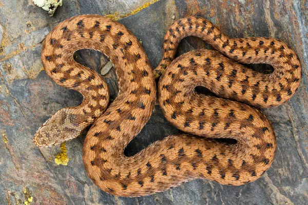 橙皮毒蛇 Vipera Aspis Zinnikeri — 图库照片