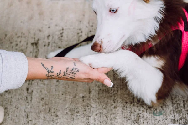 Cima Bonito Fofo Border Collie Cão Colocando Sua Pata Mão — Fotografia de Stock