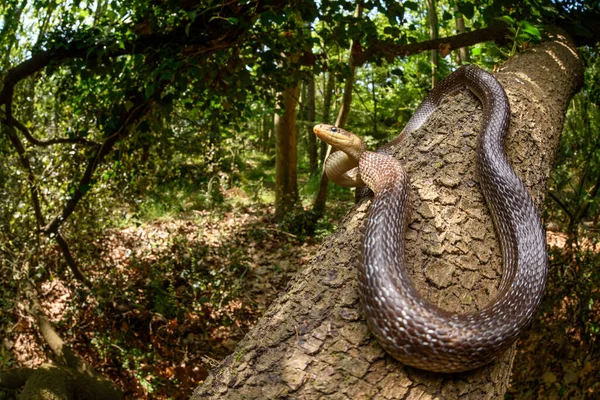 Wide Angle Aesculapian Snake Zamenis Longissimus — Stock Photo, Image