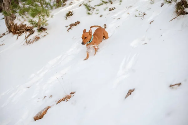 Side View Active Dog Running Snowy Hill Stroll Winter Forest — Stock Photo, Image