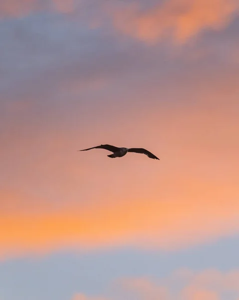 Gull Soaring Background Sundown Sky Pink Clouds — Stock Photo, Image