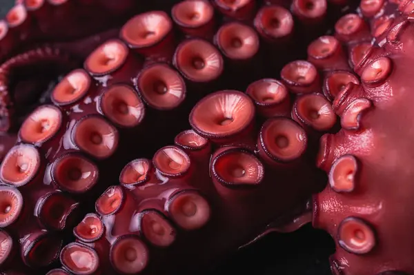 High Angle Closeup Fresh Octopus Tentacles Red Suckers Placed Dark — Stock Photo, Image