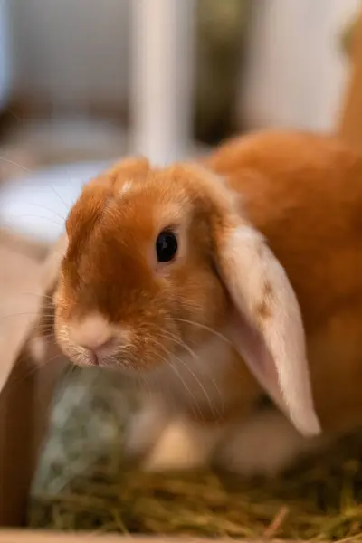 Niedliches Kaninchen Mit Braunem Fell Sitzt Auf Parkettboden Zimmer Der — Stockfoto