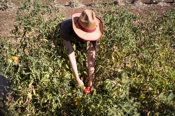 Crop Unrecognizable Farmer Demonstrating Unripe Tomatoes Growing Green Bush Lush — Stock Photo, Image