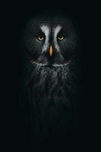 Strix Orange Beak Stripes Head Looking Camera Black Background — Stock Photo, Image