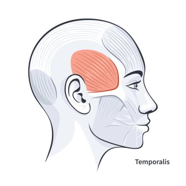 Temporalis kadın yüz kasları anatomi vektör illüstrasyonunu detaylandırdı