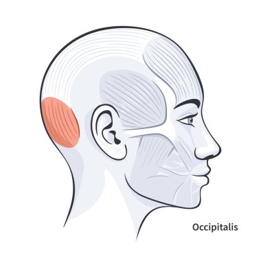 Occipitalis female facial muscles detailed anatomy vector illustration clipart
