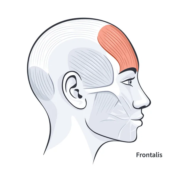 Frontalis muscoli facciali femminili dettagliata illustrazione vettoriale anatomia — Vettoriale Stock
