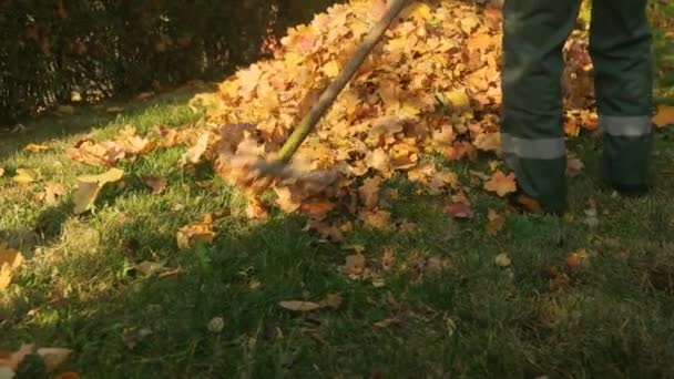 O jardineiro ancinhos as folhas amarelas na grama verde no jardim com um ancinho. — Vídeo de Stock