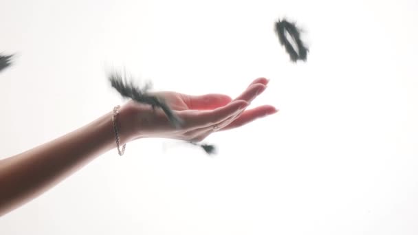 Zbliżenie czarny pióro spada w w kobiecy ręka na biały tło. — Wideo stockowe