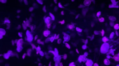 Floresan denizanası büyük bir akvaryumda yüzüyor..