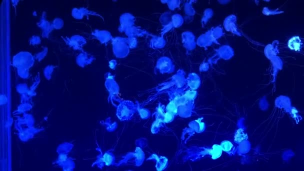Флуоресцентные медузы, плавающие в большом аквариуме. — стоковое видео