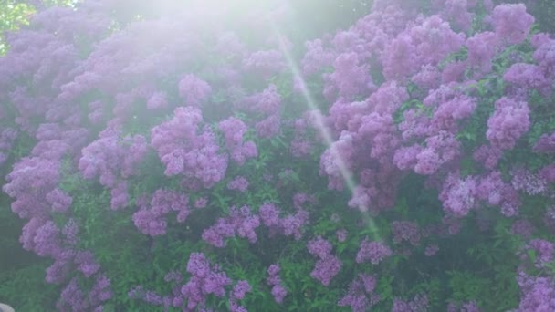 Prachtige lila struik op een zonnige lentedag. — Stockvideo