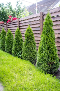 Ahşap bir çitin arkasında genç ve güzel bir haydut..