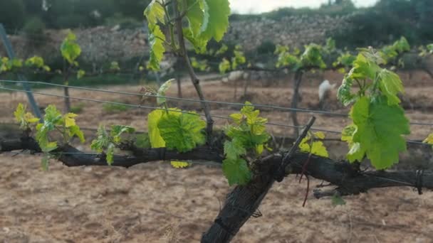 Pequenas folhas de uva no início da primavera em um dia ensolarado. — Vídeo de Stock