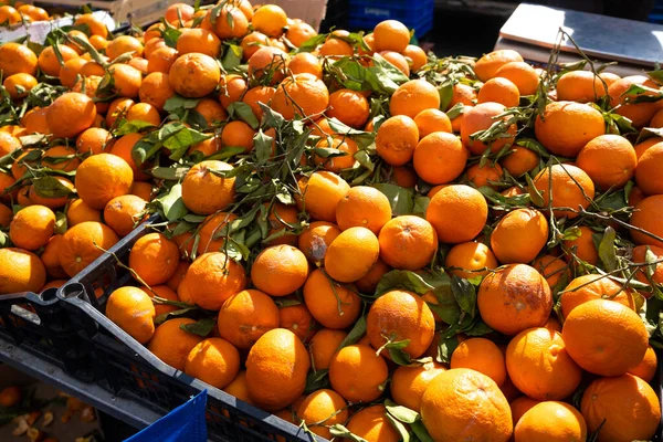 Tangerine a piacon. A gazda citrusféléket árul. — Stock Fotó