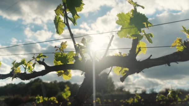 Daun anggur kecil di awal musim semi pada hari yang cerah. — Stok Video