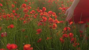 Kırmızı elbiseli bir kız gelincik tarlasında yürüyor. Gün batımı yaz akşamı.