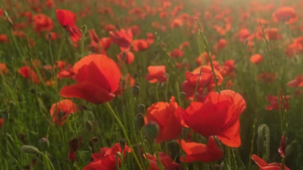 领域的红色罂粟花在日落时 — 图库视频影像