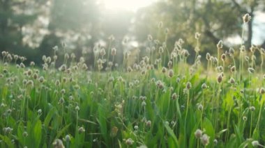 Yaz güneşinin batışında ormanda yeşil çimenler. Kaval kuşu güneşte parlar.