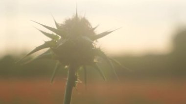 Milk thistle close-up in the setting sun on a summer evening.