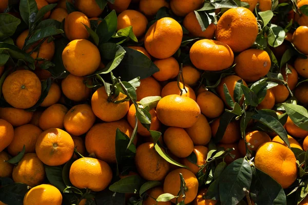 Tangerine Piacon Gazda Citrusféléket Árul — Stock Fotó