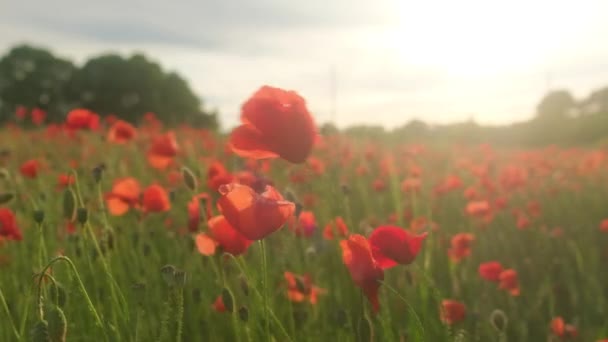 Campo Amapolas Rojas Atardecer — Vídeo de stock