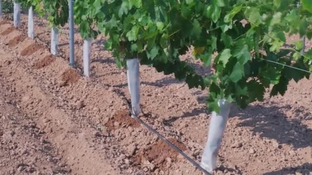 Drip Irrigation Close Field Young Grapes — Vídeo de stock