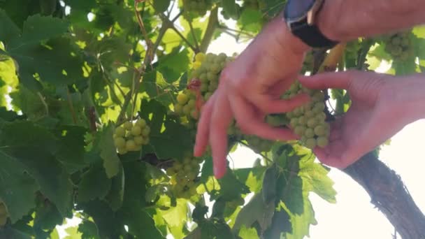 Close Farmer Caring Grapes Man Plucks Missing Bunches Grapes — Αρχείο Βίντεο