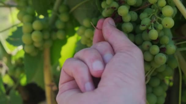 Close Farmer Caring Grapes Man Plucks Missing Bunches Grapes — Vídeos de Stock