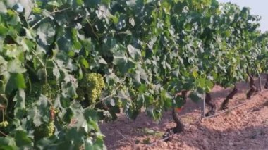 Drip irrigation close-up on a field with young grapes.