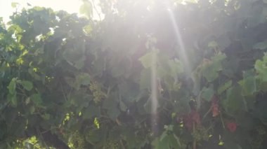 Drip irrigation close-up on a field with young grapes.
