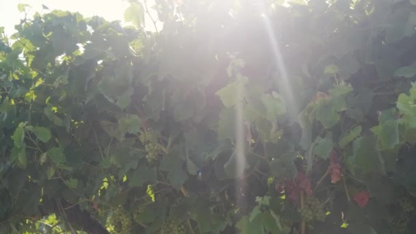 Drip Irrigation Close Field Young Grapes — Vídeo de stock