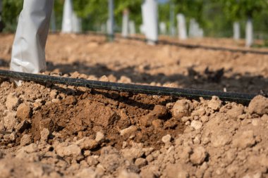 Drip irrigation close-up on a field with young grapes.