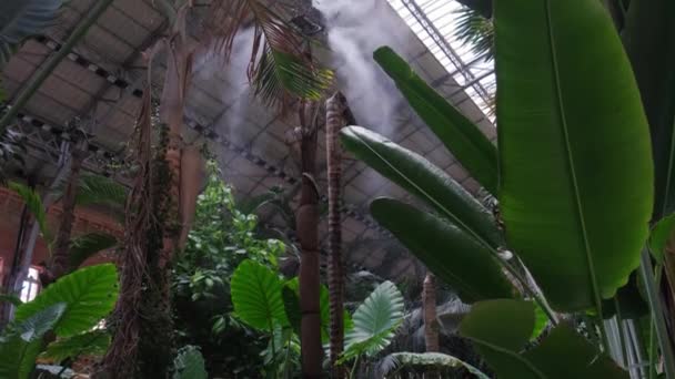 Система Орошения Закрывается Увлажнение Воздуха Паром Батаническом Саду Создания Климата — стоковое видео