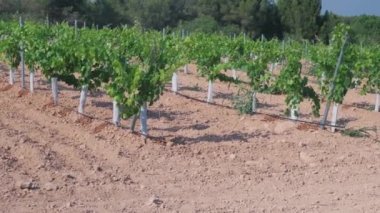 Drip irrigation close-up on a field with young grapes.