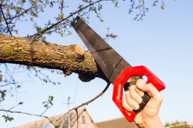 Testereli bir ağacın dalına yakın çekim.