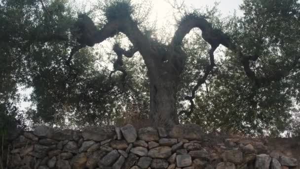 Old Olive Tree Summer Sunny Day — Video