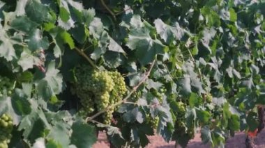 Drip irrigation close-up on a field with young grapes.