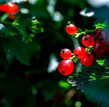 Bahçedeki bir çalılıkta frenk üzümü