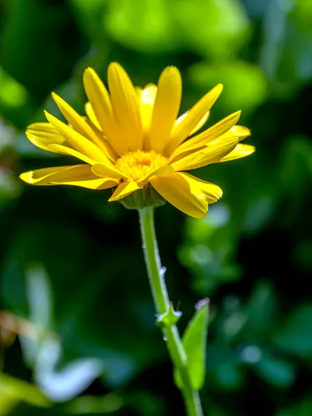 Kwiat Calendula oświetlone przez poranne słońce — Zdjęcie stockowe