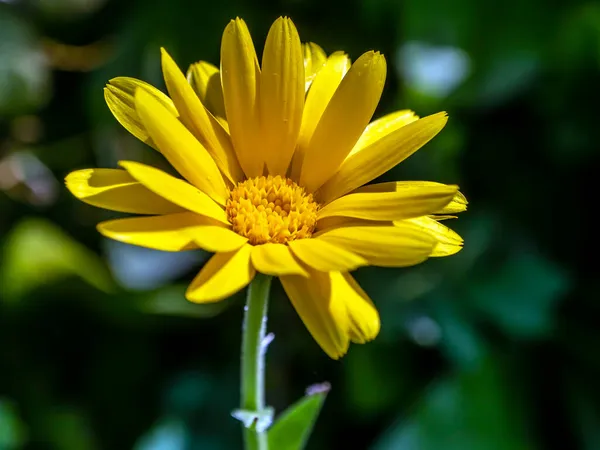Kwiat Calendula oświetlone przez poranne słońce — Zdjęcie stockowe
