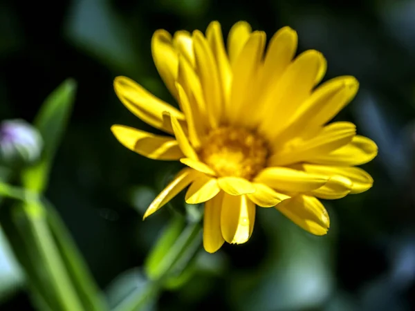 Квітка Календула освітлена ранковим сонцем — стокове фото