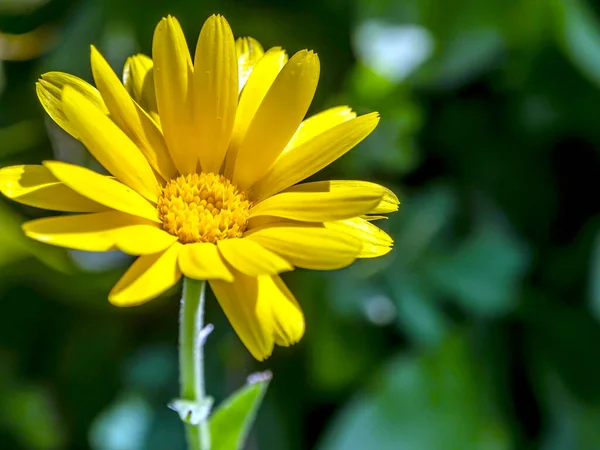 Květina Calendula osvětlená ranním sluncem — Stock fotografie